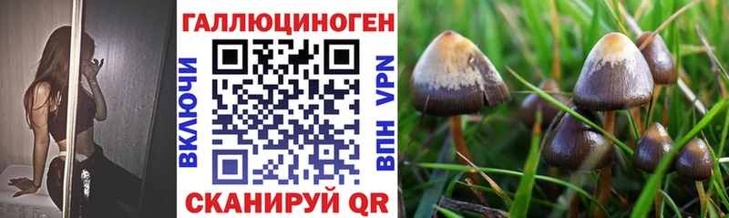 наркота  Рославль  Псилоцибиновые грибы Psilocybine cubensis 
